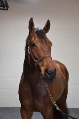 Obraz premium portrait of a horse