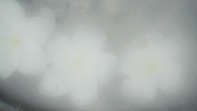 White flowers floating on water covered by fog