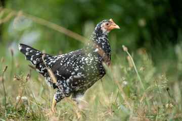 Chickens, hens and chooks, grazing and eating grass, on a free range, organic farm, in a country hen house, on a farm and ranch in Australia.