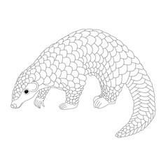Pangolin vector illustration drawing graphic