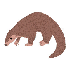 Pangolin vector illustration drawing graphic