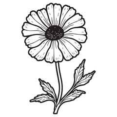 coreopsis hand drawing illustration silhouette
