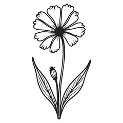 coreopsis  hand drawing illustration silhouette