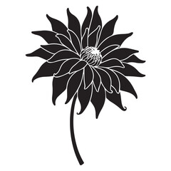dahlia hand drawing illustration silhouette