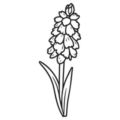 hyacinth hand drawing illustration silhouette