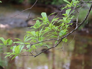 branch