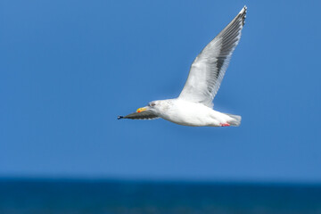 冬の北海道の青い海、青い空をバックに飛ぶ野鳥、優雅な白い美しいオオセグロカモメ