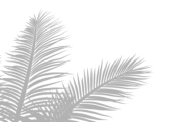 Natural palm leaf shadows isolated on transparent 