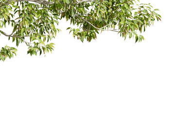 green leaves isolated on white