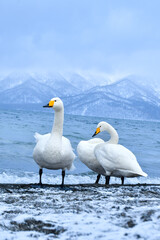 真冬に北海道や北日本の海岸や湖で出会える真っ白な美しい野鳥オオハクチョウ