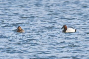 北海道や北日本で真冬に見られる赤茶色の頭と白っぽい背中のコントラストが美しいカモの仲間、オオホシハジロ