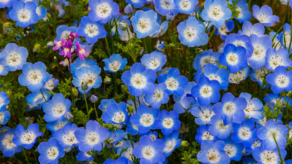 ネモフィラの花畑　春の花