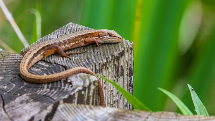 野生のニホンカナヘビ　身近な爬虫類