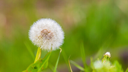 タンポポの綿毛　身近な自然