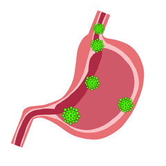 Part of stomach anatomy illustration