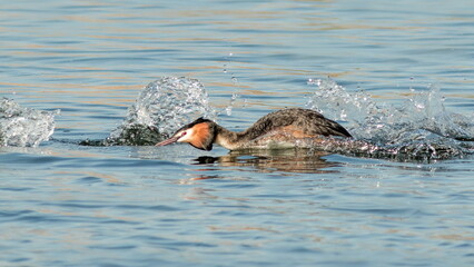 Fototapeta premium great crested grebe
