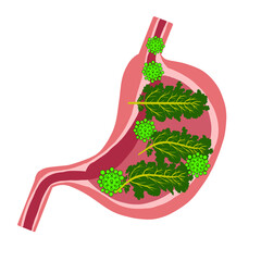 Part of stomach anatomy illustration