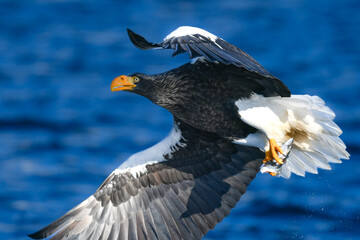 冬に知床半島や根室で見られる美しく、勇猛な空の王者、オオワシ
