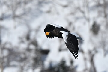 冬に知床半島や根室で見られる美しく、勇猛な空の王者、オオワシ