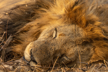 Naklejka premium Close up of the Head of a Large Sleeping Lion With a Thick Mane in South Africa