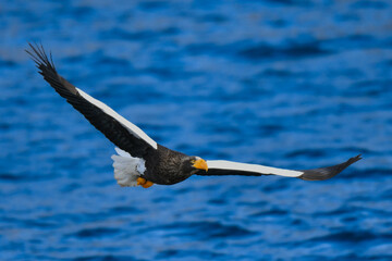 冬に知床半島や根室で見られる美しく、勇猛な空の王者、オオワシ