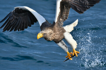 冬に知床半島や根室で見られる美しく、勇猛な空の王者、オオワシ