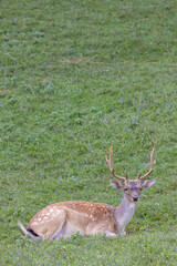 Deer camp Jelenov Greben in Olimje Podcetrtek in East Slovenia