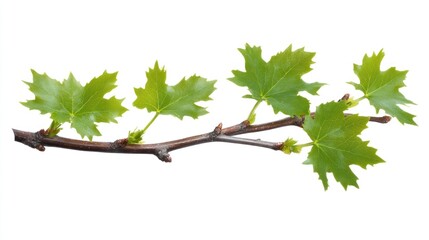 Vibrant Spring Branch with Fresh Green Maple Leaves
