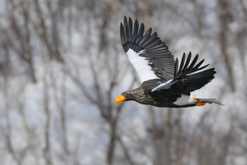 冬に知床半島や根室で見られる美しく、勇猛な空の王者、オオワシ