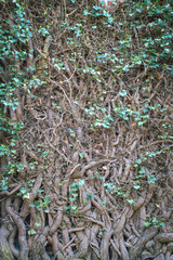 ivy on the wall texture