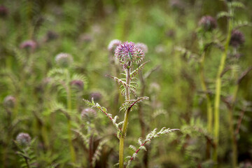 A field of lacy phacelia plants in the South Downs, on a spring morning