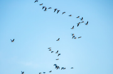 A flock of birds flies in the blue sky. Awakening of nature in spring, free flight. A flock of small birds in flight against a blue sky with clouds.