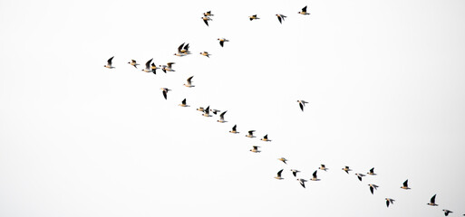 Flock of flying birds on white background isolated. Large flock of wild birds.