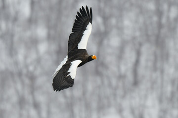 冬に知床半島や根室で見られる美しく、勇猛な空の王者、オオワシ