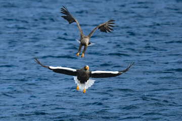冬に知床半島や根室で見られる美しく、勇猛な空の王者、オオワシ