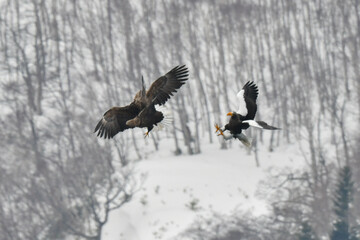 冬に知床半島や根室で見られる美しく、勇猛な空の王者、オオワシ