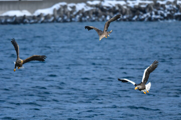 冬に知床半島や根室で見られる美しく、勇猛な空の王者、オオワシ