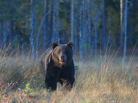 Brown bear (Ursus arctos) walking in boreal forest, copy space