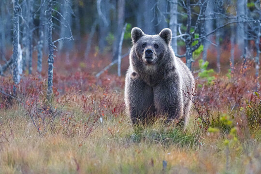Large wild brown bear standing in autumn forest, Karelia, Finland, surrounded by trees and grass