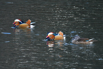 冬に公園や川で見られるとても美しい日本の野鳥、光り輝くオレンジの羽を持つオシドリ