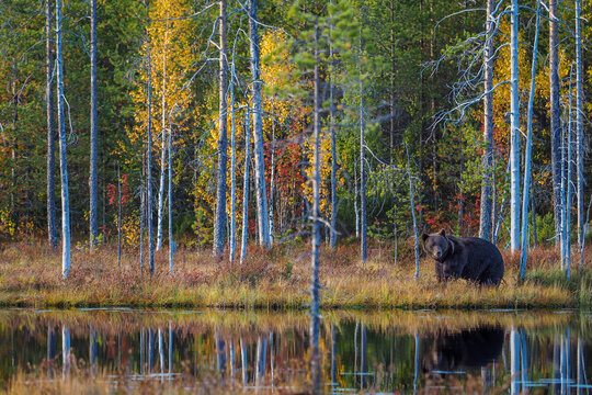Brown bear stands by forest lake in colorful autumn scenery, Karelia, Finland, with clear reflection in water