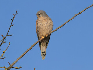 a kestrel sits on the branch of a tree