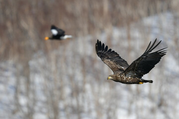 冬に北海道の知床半島や釧路湿原で見られる大きな猛禽の仲間、勇敢で格好良いオジロワシ