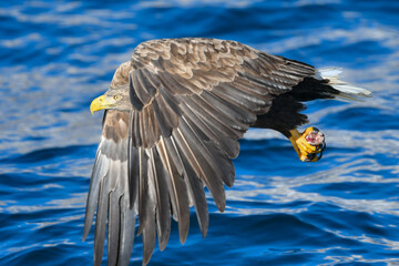 冬に北海道の知床半島や釧路湿原で見られる大きな猛禽の仲間、勇敢で格好良いオジロワシ