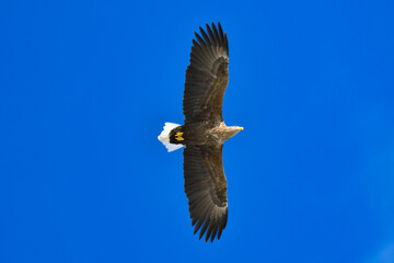 冬に北海道の知床半島や釧路湿原で見られる大きな猛禽の仲間、勇敢で格好良いオジロワシ