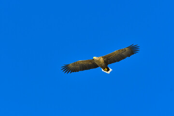 Obraz premium 冬に北海道の知床半島や釧路湿原で見られる大きな猛禽の仲間、勇敢で格好良いオジロワシ