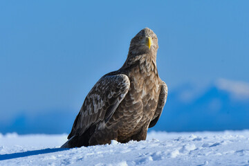 冬に北海道の知床半島や釧路湿原で見られる大きな猛禽の仲間、勇敢で格好良いオジロワシ