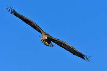 冬に北海道の知床半島や釧路湿原で見られる大きな猛禽の仲間、勇敢で格好良いオジロワシ