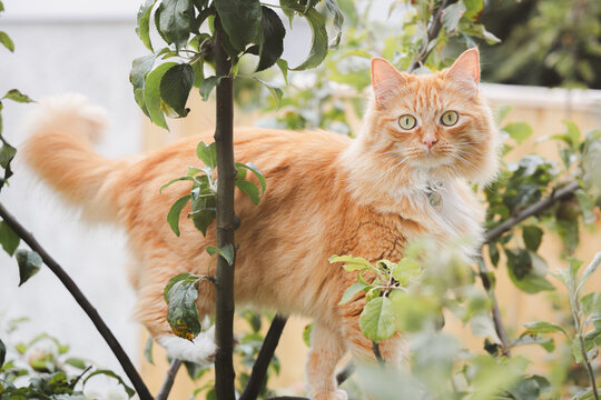 A curious ginger tabby cat climbs a tree in a lush garden, its wide-eyed stare capturing the playful essence of this adorable feline exploring the greenery in a Scottish backyard during summer.