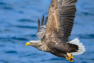 冬に北海道の知床半島や釧路湿原で見られる大きな猛禽、勇敢で格好良い空の王者オジロワシ